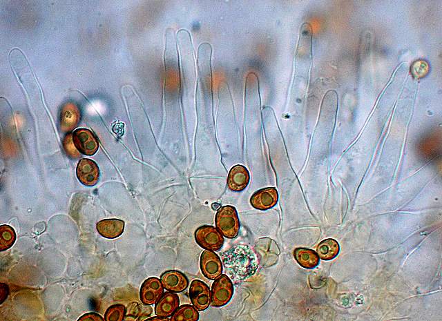 Galerina da determinare n9.